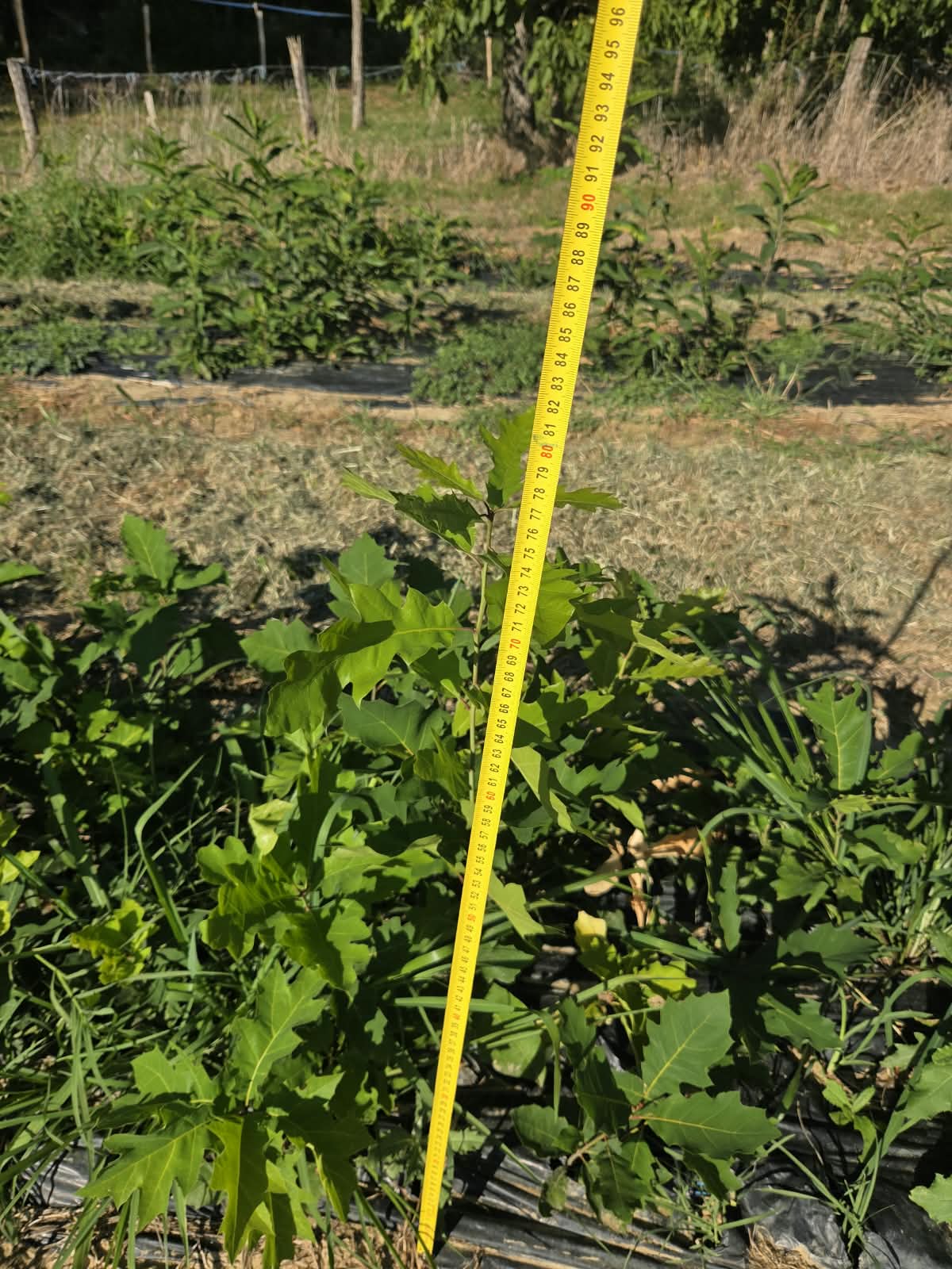 Crvenolisni hrast, 70-100cm | Crveni hrast golog korjena 2.jpeg